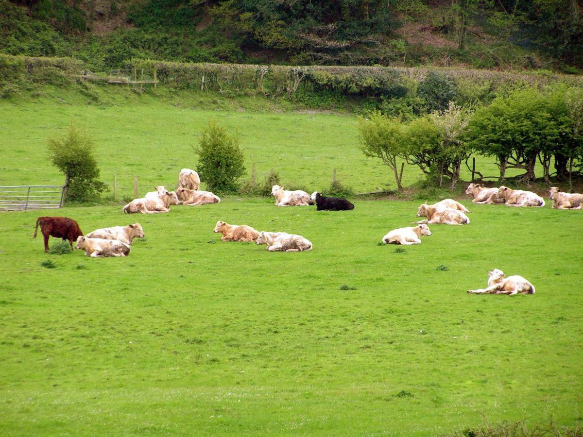 Erw-Lon Farm Bed & Breakfast Pontfaen Bagian luar foto